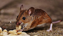 24 Hour & Emergency Exterminators in Sylvan, MN